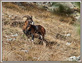 MOUFLONS